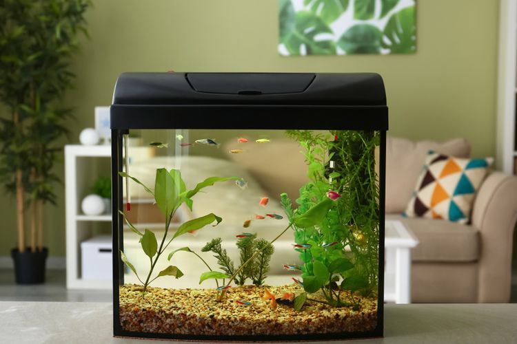 Ilustrasi akuarium di rumah.(SHUTTERSTOCK/PIXEL-SHOT) 