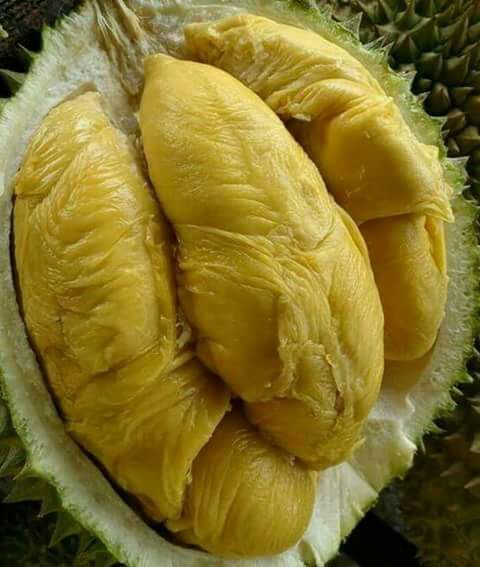 Fakta Bahwa Durian Montong Buah Asli Indonesia Bukan Dari Thailand