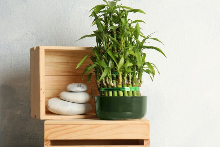 Ilustrasi tanaman hias lucky bamboo atau bambu hoki. (SHUTTERSTOCK/NEW AFRICA) 