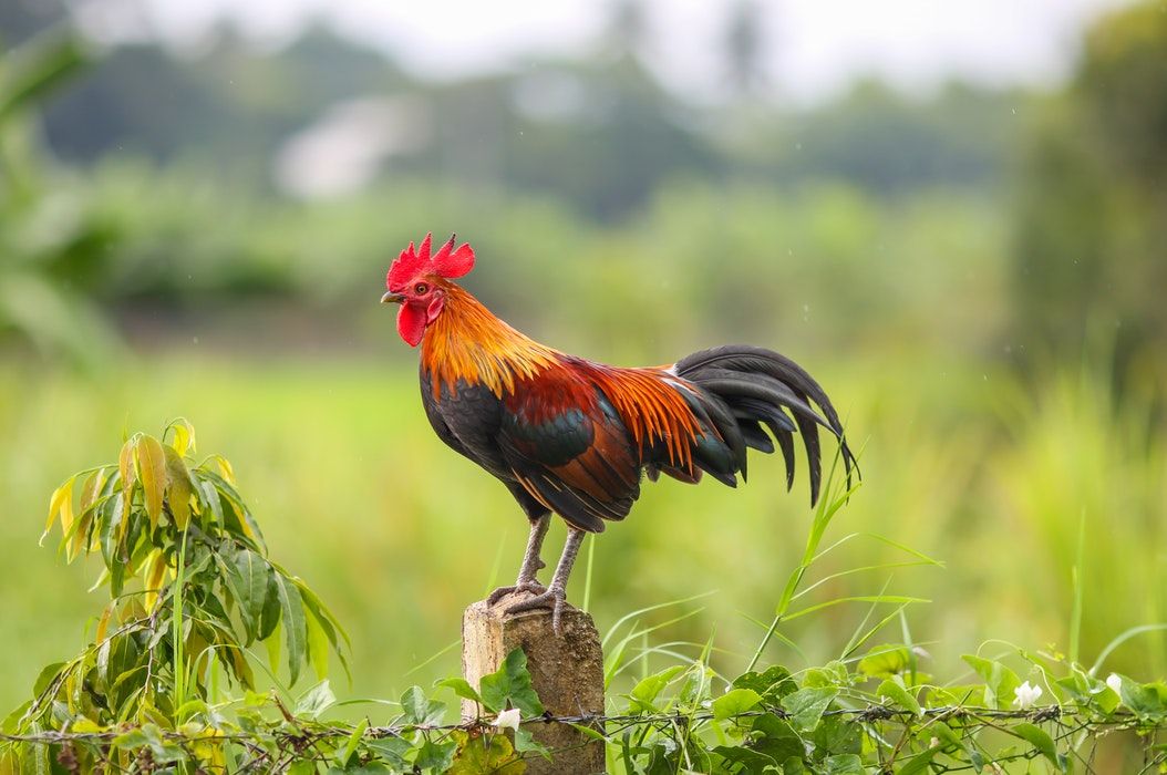 Apa benar ayam jantan hanya berkokok pada pagi hari.