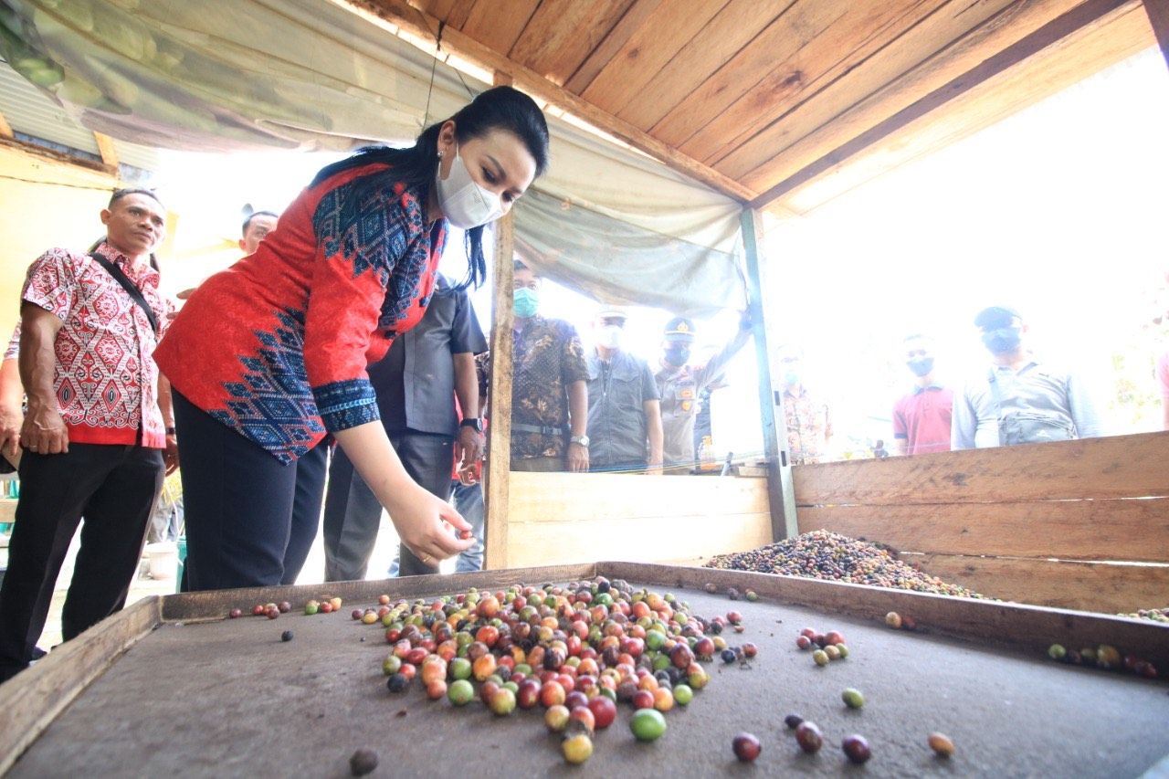 Kunjungan Kerja ke Kayong Utara, Bupati Karolin Margret Natasa Belajar Budi  Daya Kopi - Sonora.id