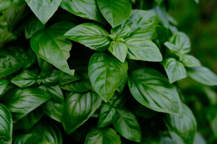 Kemangi adalah tanaman herbal yang mudah didapatkan dan baunya enak, tetapi tidak disukai lalat sehingga bisa dicoba sebagai cara mengusir lalat.(UNSPLASH/YAKOV LEONOV) 