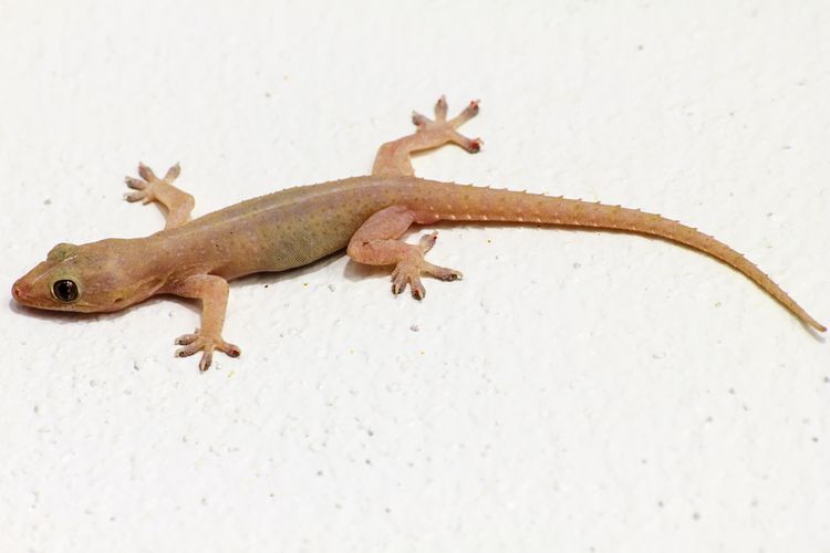 Ilustrasi cicak
