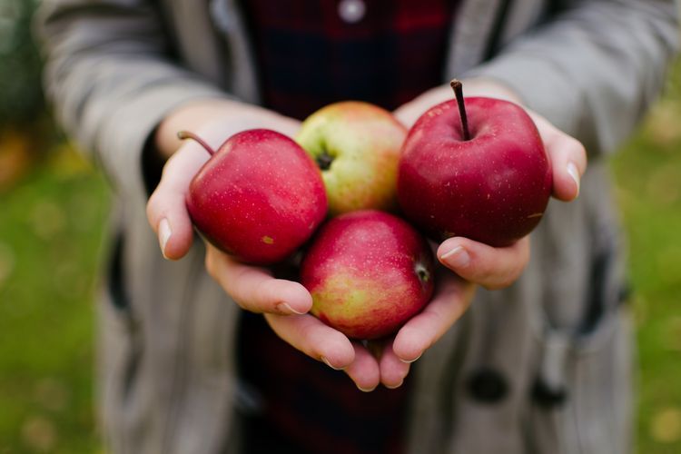 Apel adalah salah satu buah rendah kalori yang baik untuk dikonsumsi ketika diet. Menurut MedicineNet, satu buah apel ukuran besar mengandung sekitar 116 kalori dan mengandung sekitar 5,4 gram serat.(UNSPLASH/AARON BLANCO TEJEDOR) 