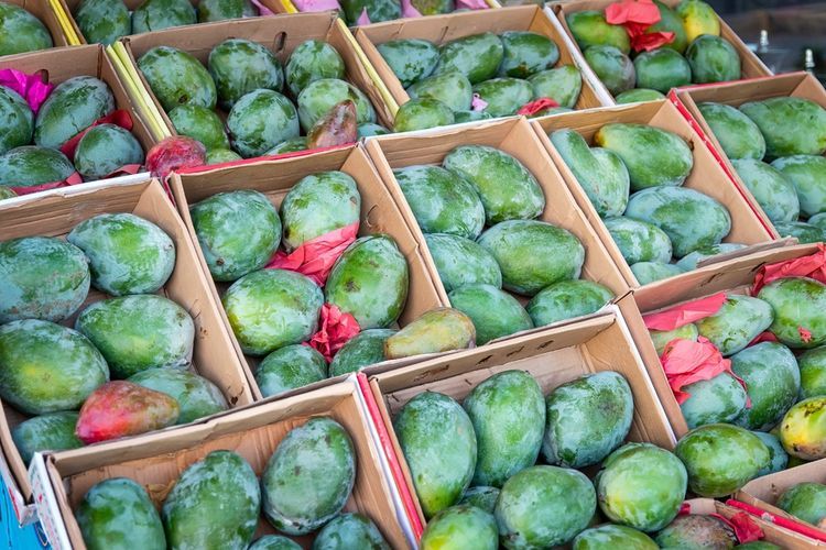 Agar Tidak Mudah Busuk Berikut Ini Cara Menyimpan Buah Mangga Bangka