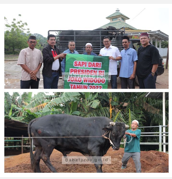 Sekda Babel Serahkan Sapi Kurban Bantuan Presiden
