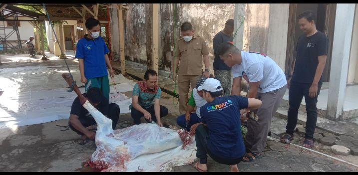 Momen Idul Adha 1443 H, Dinkes Pangkalpinang Sembelih Satu Ekor Sapi