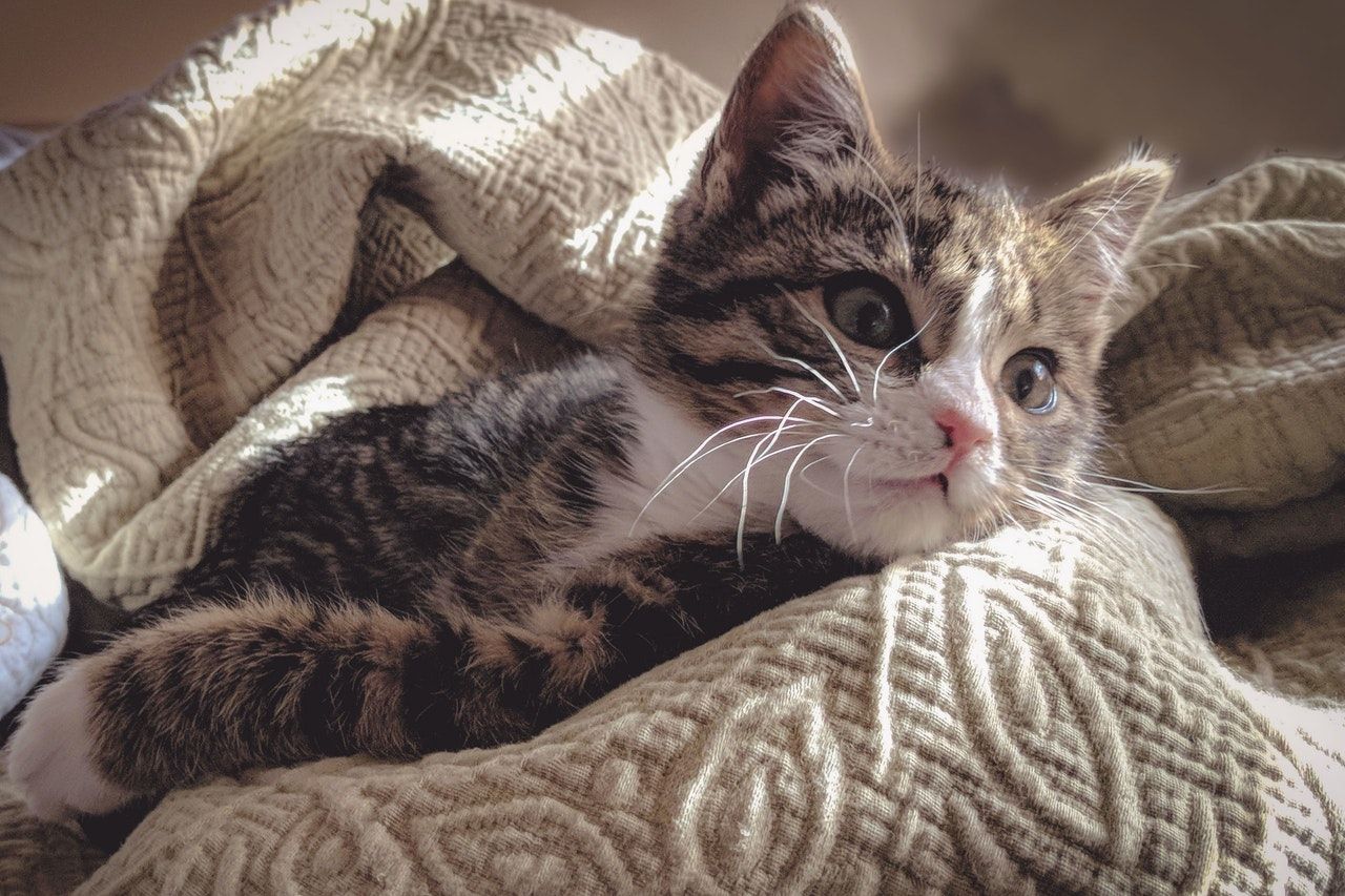 Risiko kesehatan yang akan terjadi saat tidur bersama kucing.