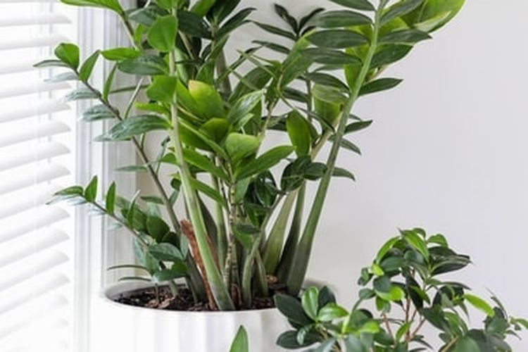 Ini Posisi Terbaik Meletakkan Tanaman ZZ di Rumah Berdasarkan Feng Shui