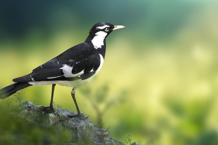 Ilustrasi burung murai.(PIXABAY/Syaibatulhamdi ) 