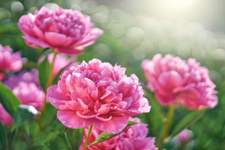 Ilustrasi bunga peony. (Shutterstock/Serhii Brovko) 