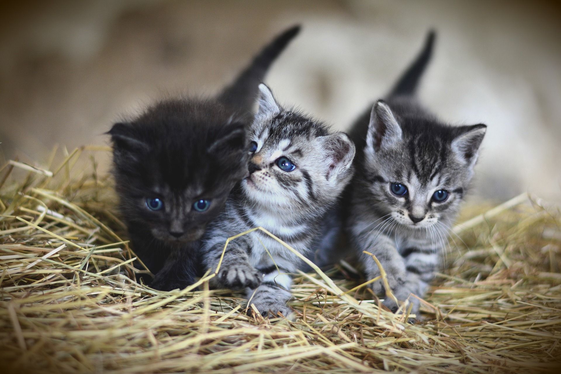 Misteri Arti Mimpi Kucing Melahirkan Yang Menggugah