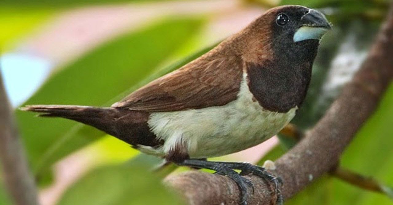 Benarkah Burung Emprit Masuk ke Rumah Pertanda Kebaikan Besar - Sonora.id