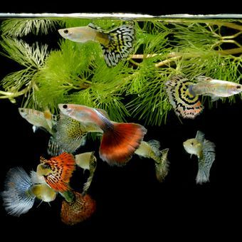 Ilustrasi ikan guppy di akuarium. (SHUTTERSTOCK/BLUEHAND) 