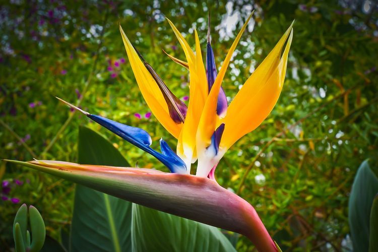 Ilustrasi tanaman hias bunga Bird of Paradise.(PIXABAY/MICHAELGAIDA) 