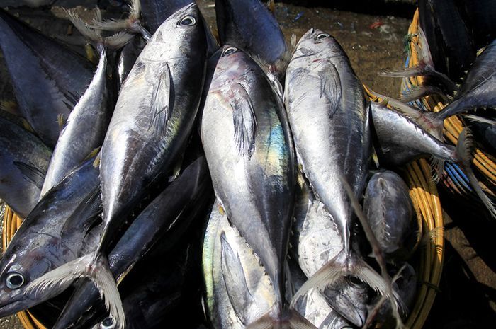 Ilustrasi ikan