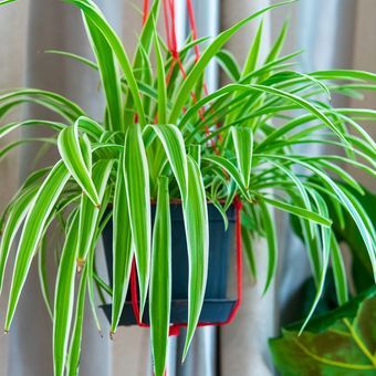 Ilustrasi tanaman hias spider plant atau lili paris di pot gantung. (SHUTTERSTOCK/ELLINNUR BAKARUDIN) 