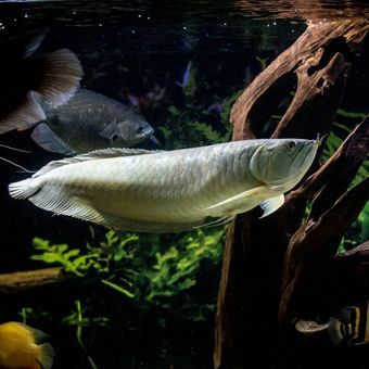 Ilustrasi ikan arwana. (SHUTTERSTOCK/CONTENTUS) 