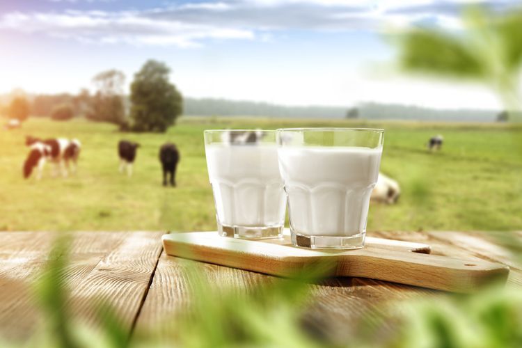 Ilustrasi susu sapi. Susu sapi kini tersedia dalam berbagai pilihan, di antaranya seperti susu murni, susu skim tanpa lemak dan susu tanpa laktosa. Produk susu pun kini diberi tambahan vitamin A dan vitamin D untuk membuatnya semakin sehat untuk dikonsumsi.  