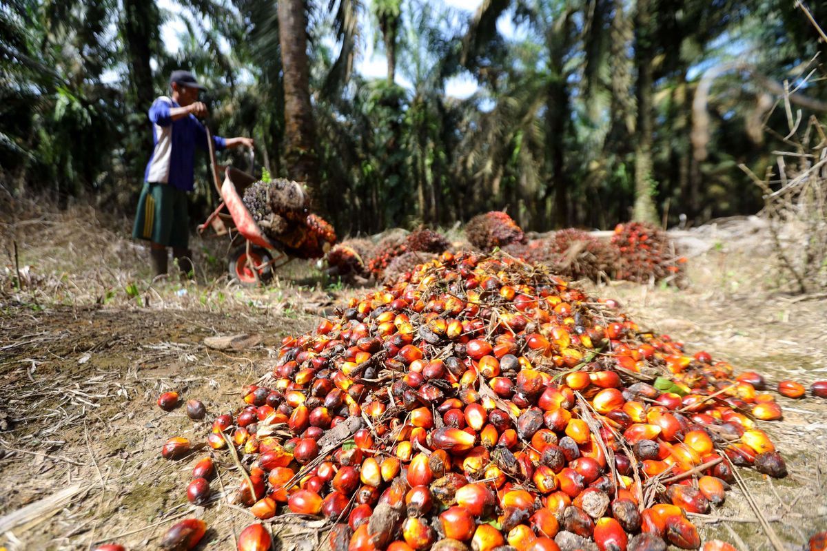 Ilustrasi buah sawit