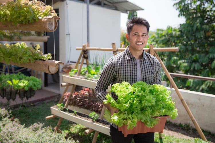 Ilustrasi berkebun, menanam sayuran di rumah. 