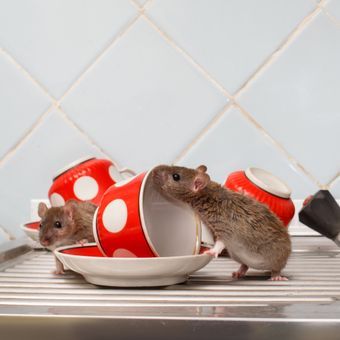 Ilustrasi tikus