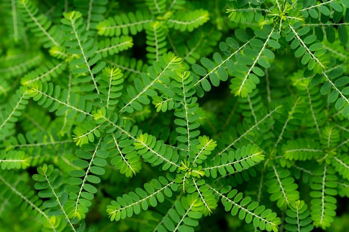 Daun meniran bisa mengobati beragam penyakit, apa saja?(SHUTTERSTOCK/NATTHAWUT NGOENSANTHIA)  
