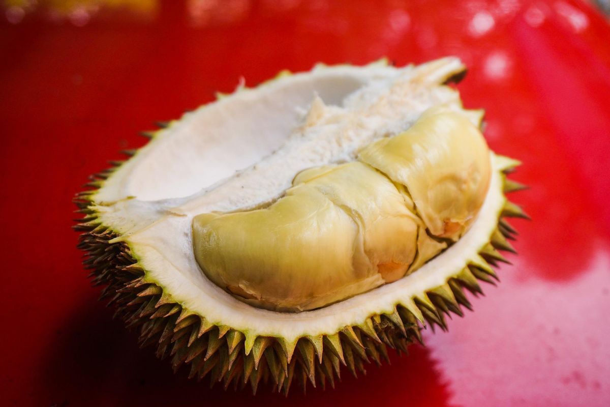 Ilustrasi durian, buah durian.
