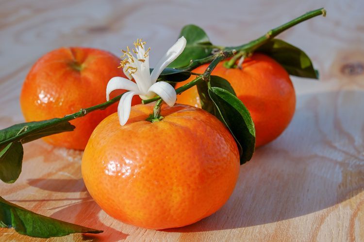 Ilustrasi jeruk mandarin(Couleur )  