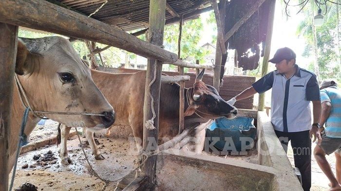 CEK KESEHATAN SAPI -- Petugas kesehatan dari Dinas Pertanian, Pangan dan Perikanan Kabupaten Bangka Selatan ketika melakukan pengecekan kesehatan hewan ternak di kandang, Sabtu (1/2/2025). Pengecekan dilakukan guna mengantisipasi penyebaran PMK.  