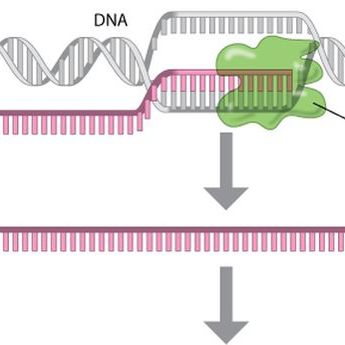 Tahapan Sintesis Protein dari Transkripsi hingga Translasi, Materi Biologi SMA Kelas 12