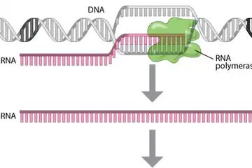 ilustrasi Tahapan Sintesis Protein