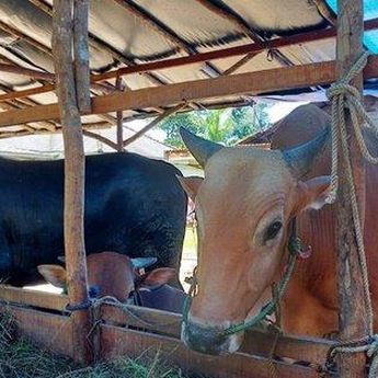 Sebanyak 14.353 Kebutuhan Hewan Kurban di Babel,  Walau Wabah PMK Diprediksi Akan Meningkat 20%