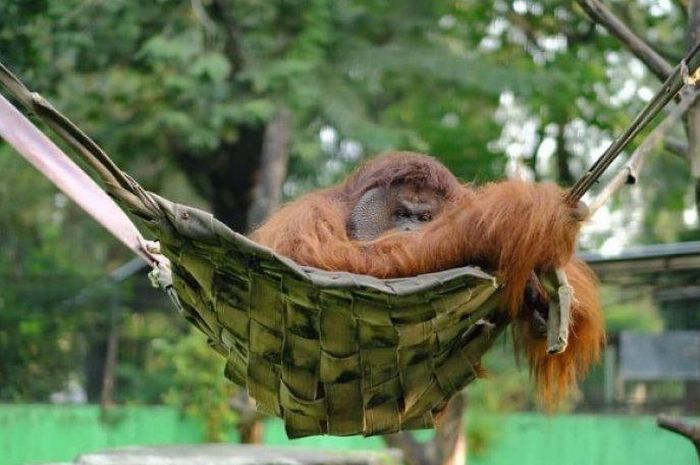 Puluhan Satwa Bakal Jadi Penghuni Baru Solo Safari - Sonora.id