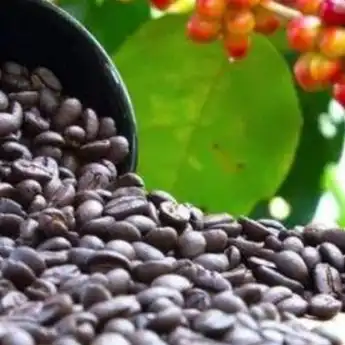 Konsumsi Kopi Mentah Bisa Kurangi Resiko Diabetes, Benarkah?
