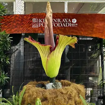 Bunga Langka Amorphophallus Titanum Mekar di Kebun Raya Purwodadi Pertama Kali