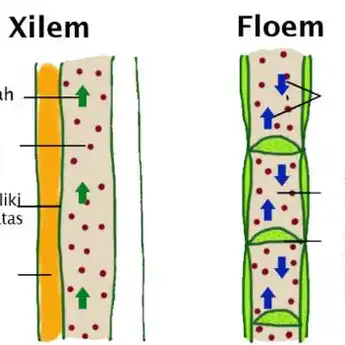 Simak Perbedaan Xilem dan Floem yang Perlu Diketahui, Apa Saja?