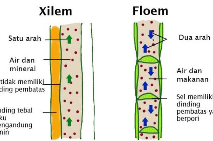 Simak Perbedaan Xilem Dan Floem Yang Perlu Diketahui, Apa Saja? - Sonora.id