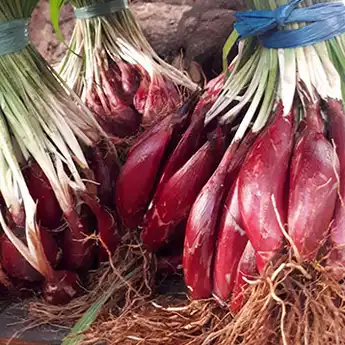 5 Manfaat Bawang Dayak untuk Kesehatan, Salah Satunya Diabetes