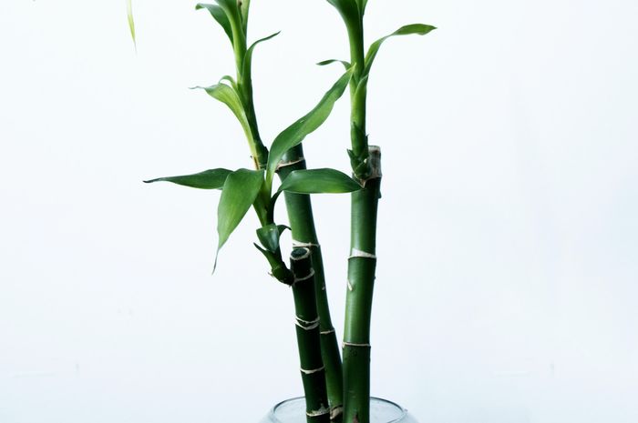Ilustrasi tanaman lucky bamboo.