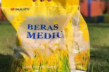 Beras Medium Bulog Kemasan 5 Kg