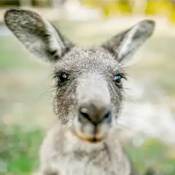 Pengertian Hewan Herbivora, Lengkap dengan Ciri-ciri dan Contohnya