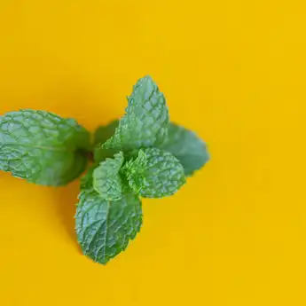 7+ Manfaat Daun Mint: Memanjakan Lidah dan Menyehatkan Tubuh