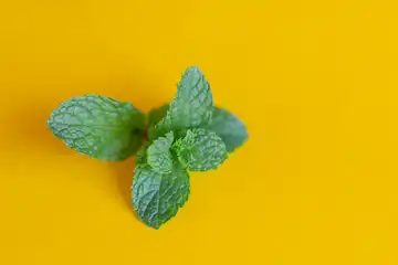 ilustrasi 7+ Manfaat Daun Mint: Memanjakan Lidah dan Menyehatkan Tubuh