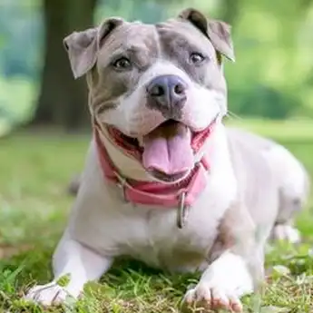 8 Fakta Menarik Air Liur Anjing, Benarkah Bisa Cegah Gigi Anjing Berlubang?