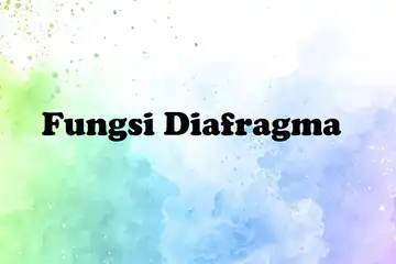 Fungsi Diafragma