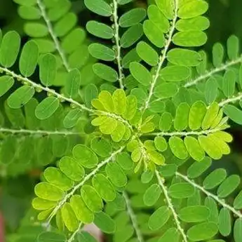 12 Manfaat Daun Meniran untuk Kesehatan, Bisa Atasi Diabetes hingga Batu Ginjal