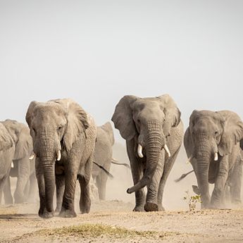 9 Arti Mimpi Dikejar Gajah, Jadi Tanda Keberuntungan Melimpah Datang?