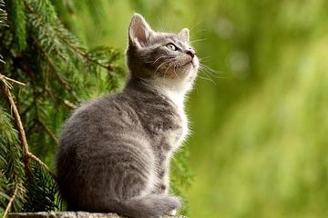 AWAS, Jamur Ringworm Bisa Menular dari Kucing ke Manusia! Kok Bisa ...