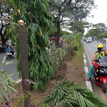 Pohon Ditebang Liar Bertambah, Pemkot Makassar Rugi Ratusan Juta